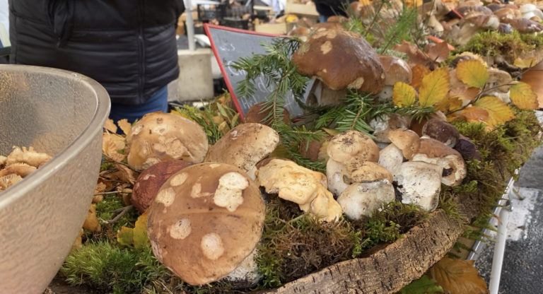 Fête des Champignons EDITION 2025 - Saint-Bonnet-le-Froid, une commune